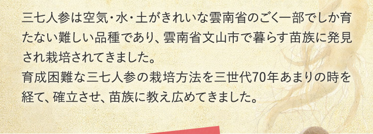 三七人参は空気・水・土がきれいな雲南省のごく一部でしか育たない難しい品種であり、雲南省文山市で暮らす苗族に発見され栽培されてきました。 育成困難な三七人参の栽培方法を三世代70年あまりの時を経て、確立させ、苗族に教え広めてきました。