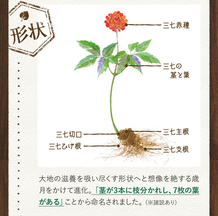 形状 三七赤種 三七の茎と葉 三七切口 三七主根 三七ひげ根 三七支根 大地の滋養を吸い尽くす形状へと想像を絶する歳月をかけて進化。「茎が3本に枝分かれし、7枚の葉がある」ことから命名されました。(※諸説あり)